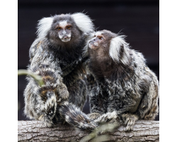 Common Marmoset