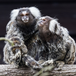 Common Marmoset