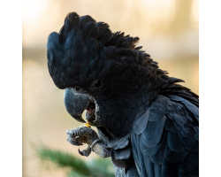 Red-tailed Black Cockatoo