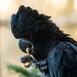 Red-tailed Black Cockatoo