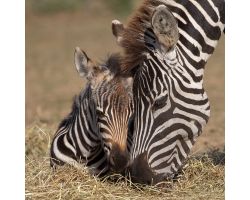 Grant's Zebra