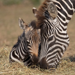 Grant's Zebra