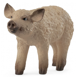 Mangalica Piglet