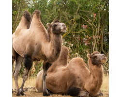 Bactrian Camel