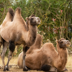 Bactrian Camel