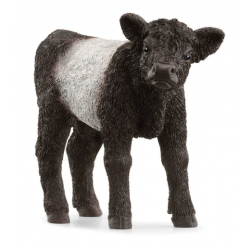 Galloway Calf