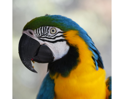 Macaws (Green Winged & Blue and Gold)