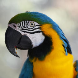 Macaws (Green Winged & Blue and Gold)
