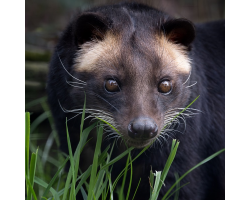 Sumatran White-bearded Civet