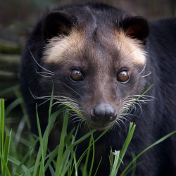 Sumatran White-bearded Civet