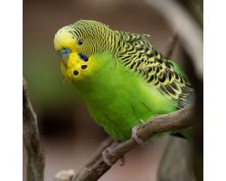 Bush Budgerigar