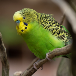 Bush Budgerigar