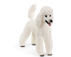 Poodle