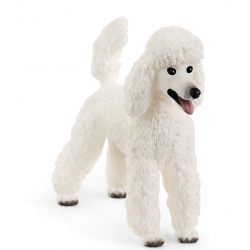 Poodle