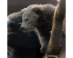 Binturong