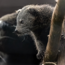 Binturong