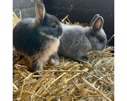 Smokey & Bandit  - Netherland Dwarf Rabbits