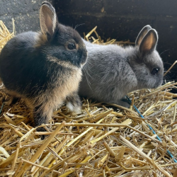 Smokey & Bandit  - Netherland Dwarf Rabbits