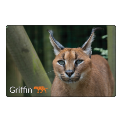 Magnet - Griffin