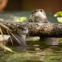 Asian Short Clawed Otter