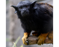 Red-handed Tamarin