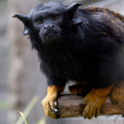 Red-handed Tamarin