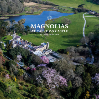 Magnolias at Caerhays Castle