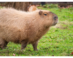 Capybara Adoption