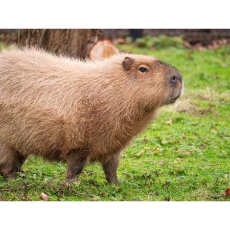 Capybara Adoption