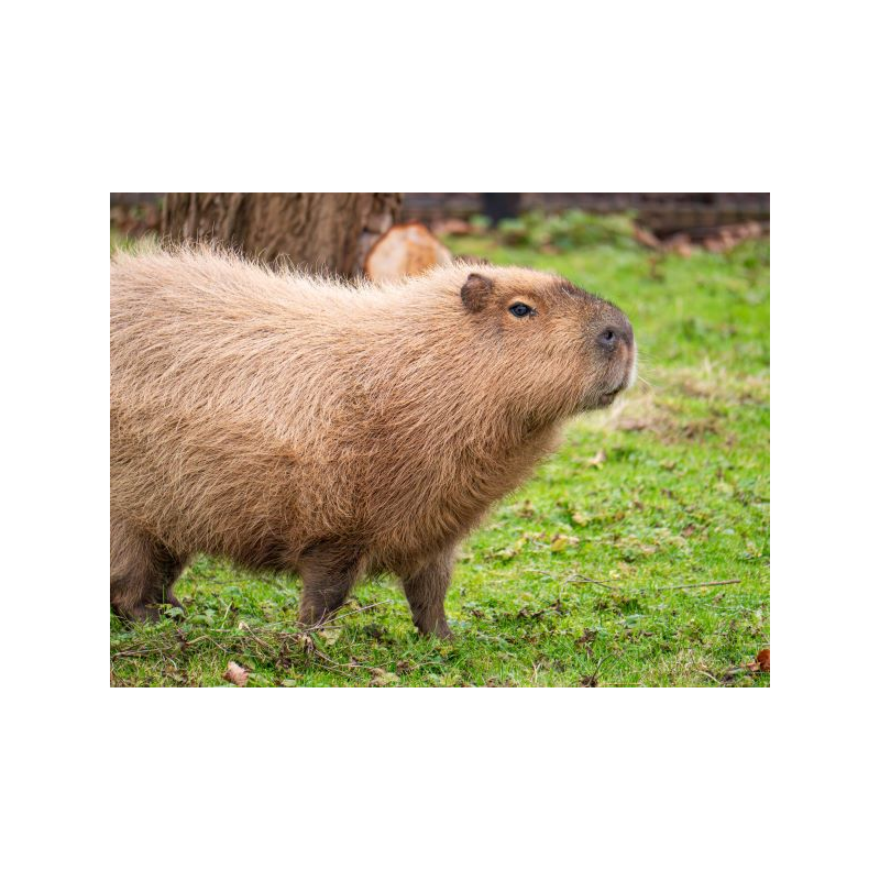 capybara-adoption
