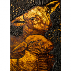 Lambs by Danish Bashir
