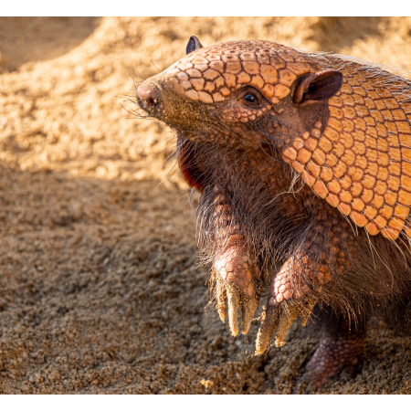Armadillo Adoption