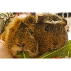 Guinea Pigs