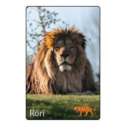 Magnet - Rori