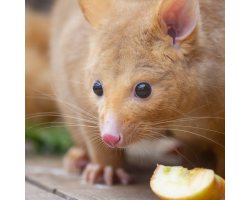 Tasmanian Golden Possum