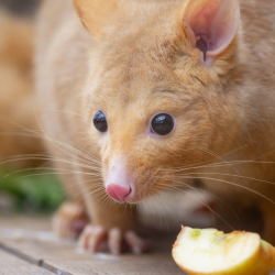 Tasmanian Golden Possum