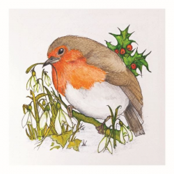 'Robin' Christmas Cards