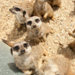 Meerkats