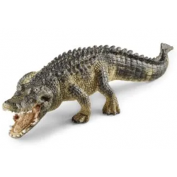 Alligator