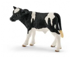 Holstein calf