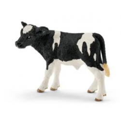 Holstein calf