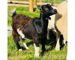 Denzel - Pygmy Goat