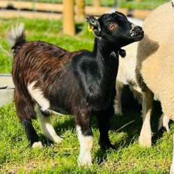 Denzel - Pygmy Goat