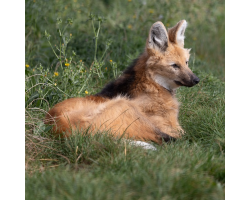 Maned Wolf