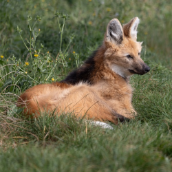 Maned Wolf