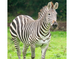 Zebra Bronze Adoption