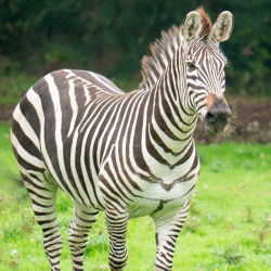 Zebra Bronze Adoption