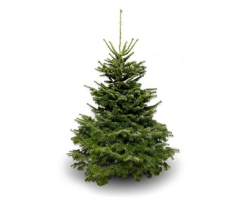 Nordmann Fir 9ft 2025