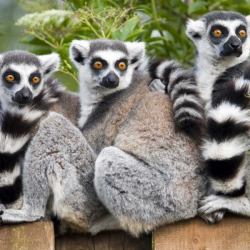 Ring-tailed Lemur