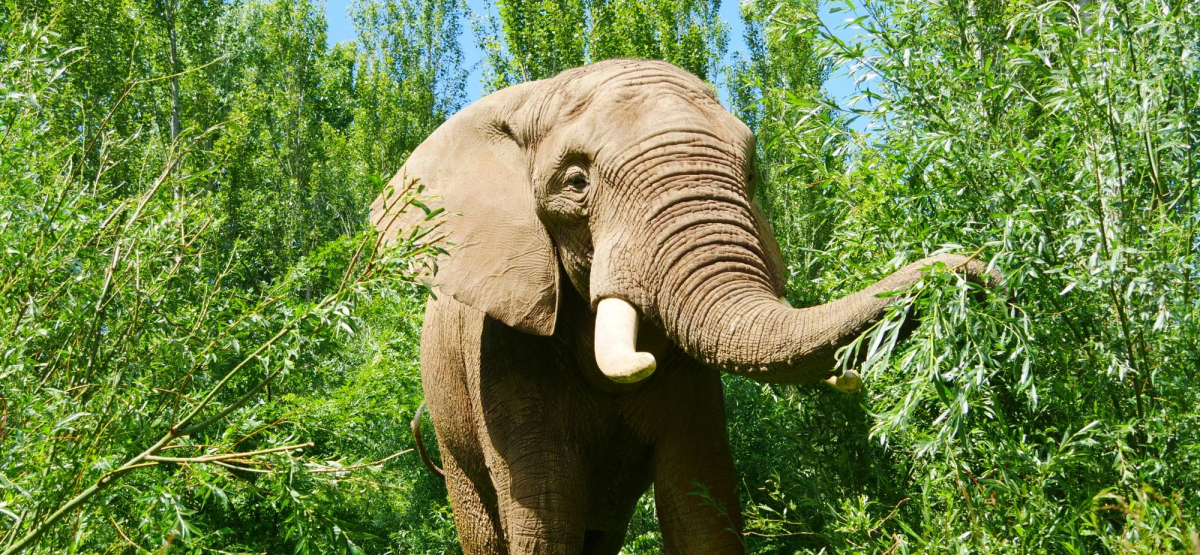 elephant-adoption